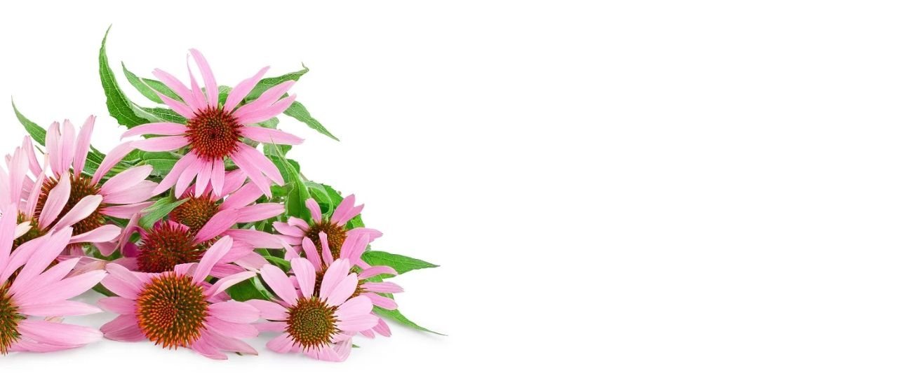 紫錐菊多酚 Polyphenols保健食品代工