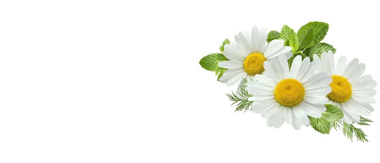 芹菜素