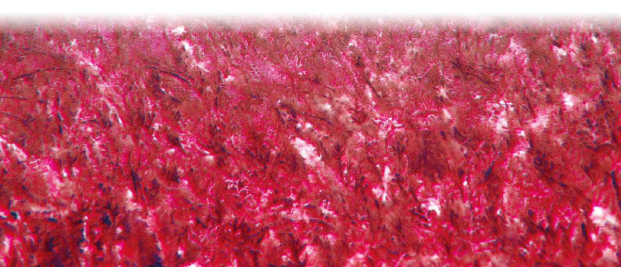 Astaxanthin contract manufacturer