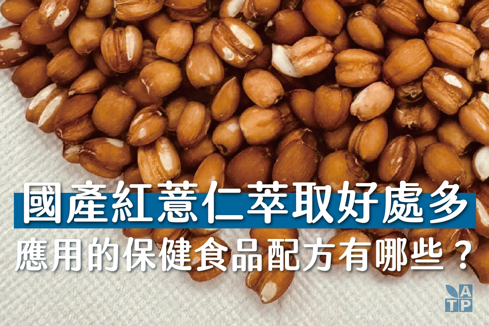 紅薏仁萃取
