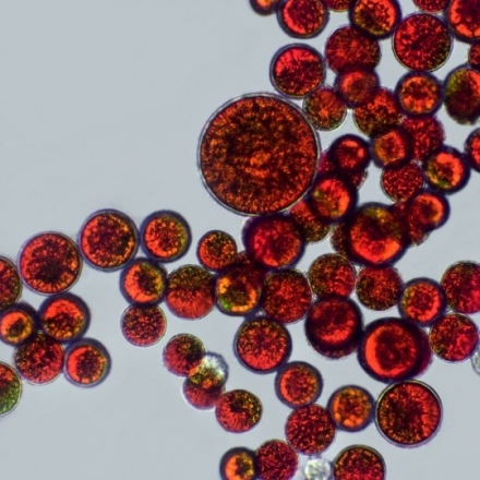 Red Algae Extract (Astaxanthin)