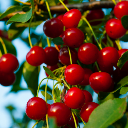 Sour Cherry Extract