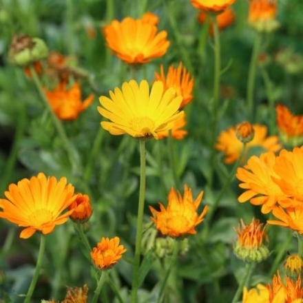 Calendula Extract (Contains Lutein)
