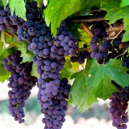 Grape Extract (Contains Resveratrol)