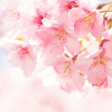 Cherry Blossom Flower Extract