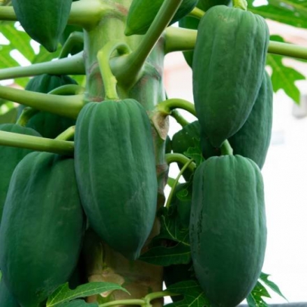 Green Papaya Extract