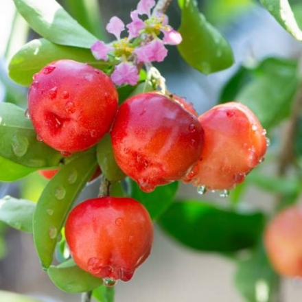 Acerola Cherry Extract