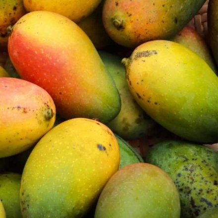 非洲芒果种子萃取物