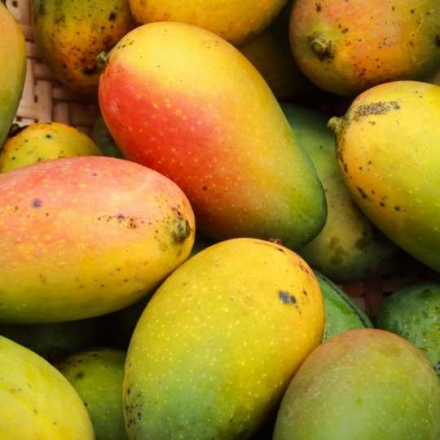 非洲芒果種子萃取物