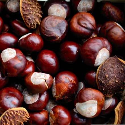 Chestnut Astringent Skin Extract