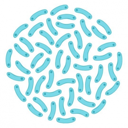 Lacticaseibacillus rhamnosus 