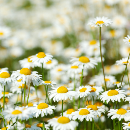 Camomile Extract