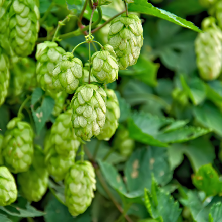 Hop Extract