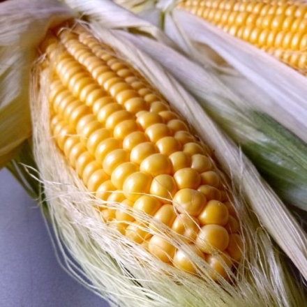 Corn Silk Extract